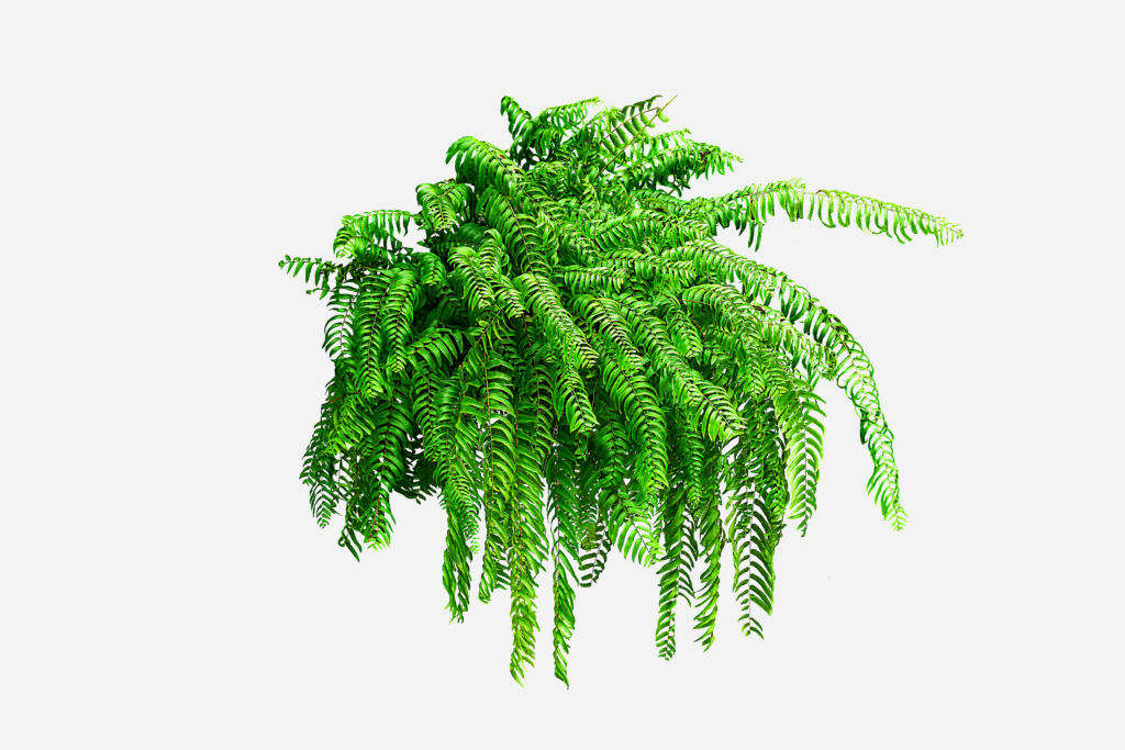 types of indoor ferns, Boston Fern in hanging planter, boston fern problems