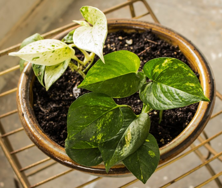 root rot in houseplants