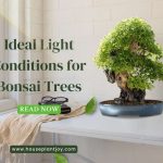 Title-Ideal Light Conditions for Bonsai Trees