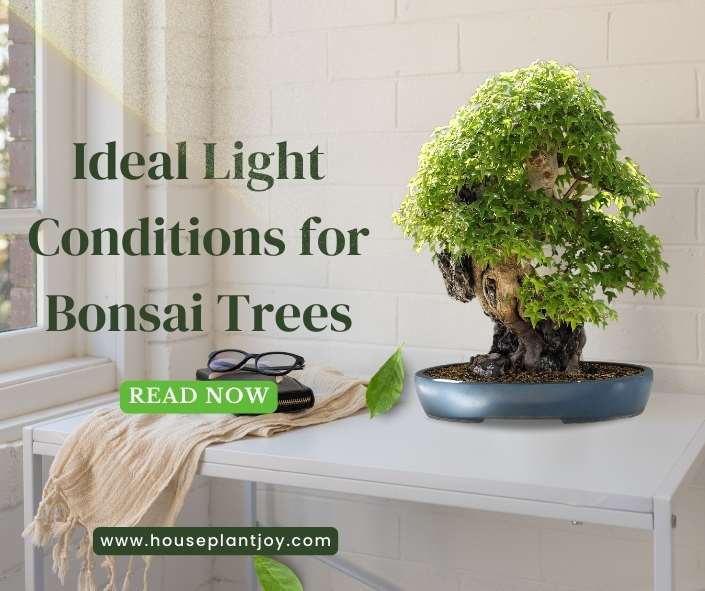 Title-Ideal Light Conditions for Bonsai Trees