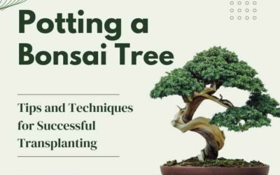 Title-Potting a Bonsai Tree Tips and Techniques for Successful Transplanting