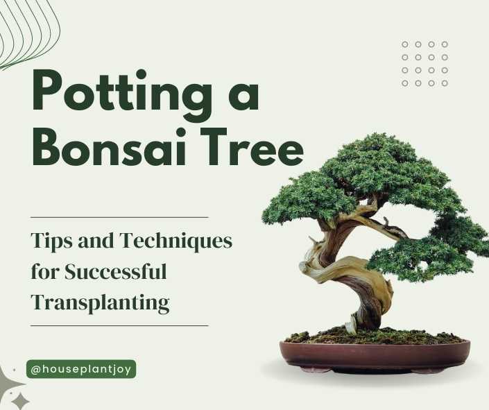 Title-Potting a Bonsai Tree Tips and Techniques for Successful Transplanting