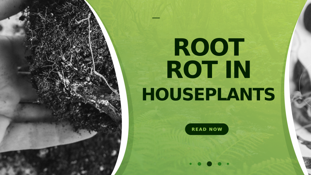 Root Rot in Houseplants How to Treat and Prevent