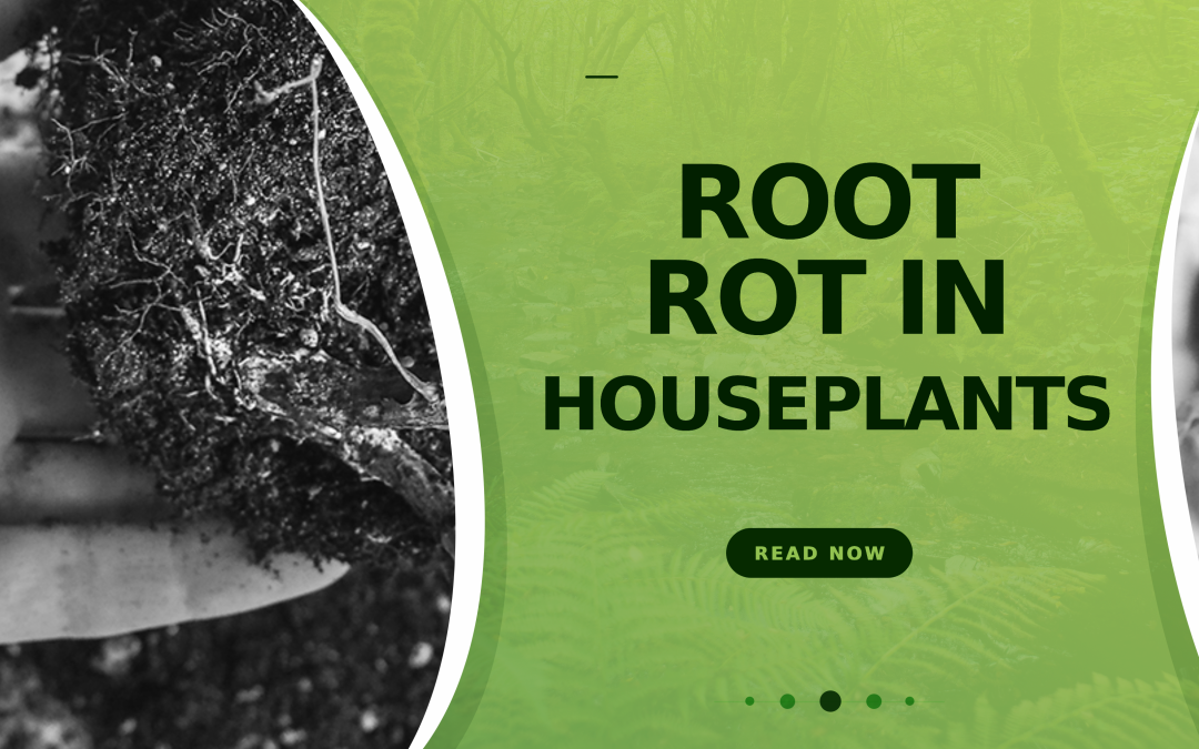 Root Rot in Houseplants: How to Treat and Prevent