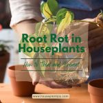 Title-Root Rot in Houseplants How to Treat and Prevent