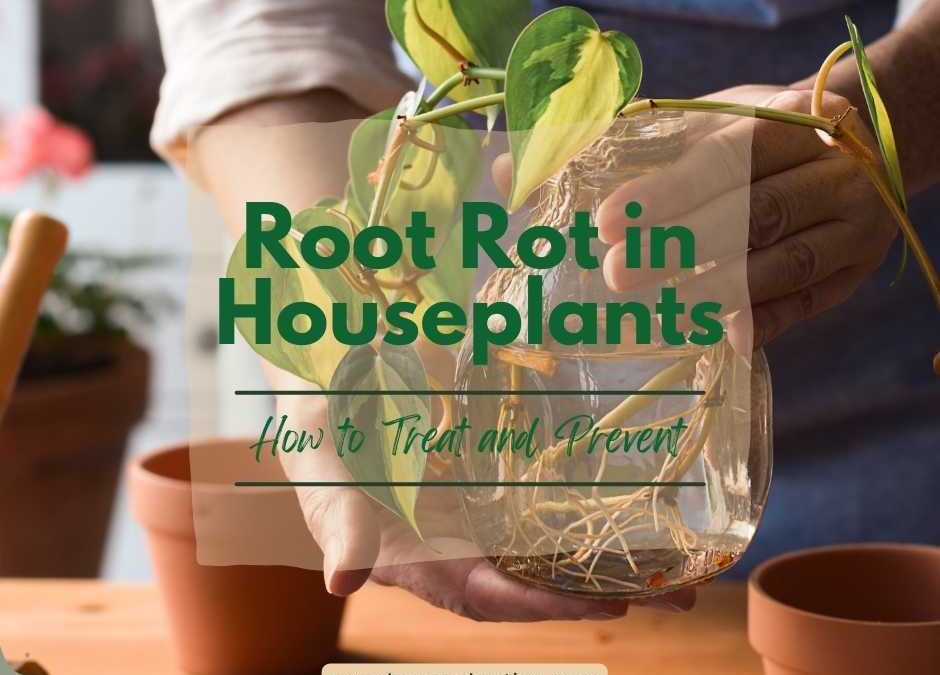 Root Rot in Houseplants: How to Treat and Prevent