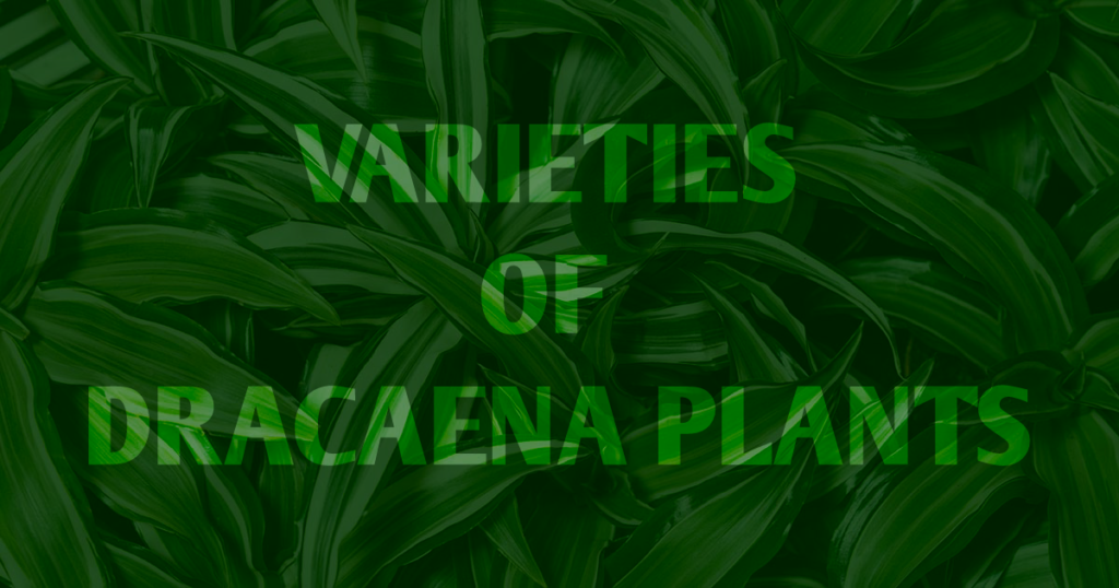 varieties of dracaena plants