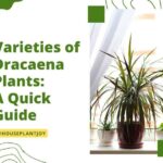 Title-Varieties of Dracaena Plants: A Quick Guide