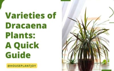 Title-Varieties of Dracaena Plants: A Quick Guide