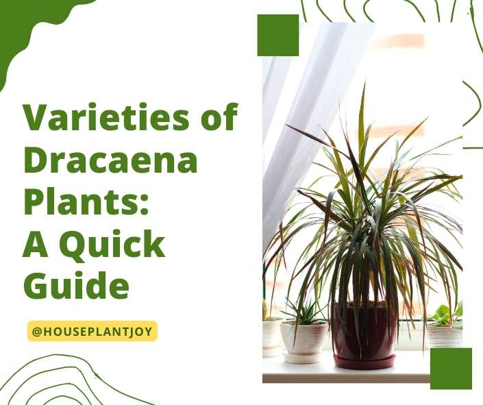 Varieties of Dracaena Plants: A Quick Guide