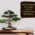 Title-Why Is My Bonsai Tree Losing Leaves Common Causes and Solutions