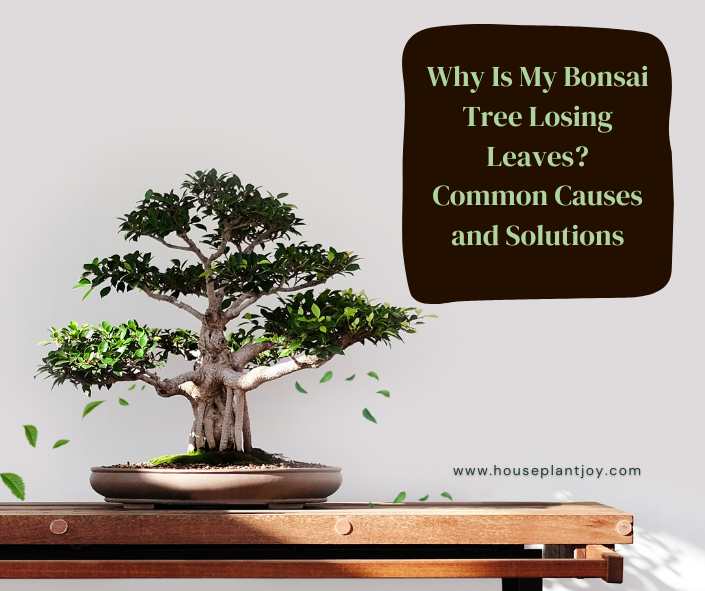 Why Is My Bonsai Tree Losing Leaves? Common Causes and Solutions