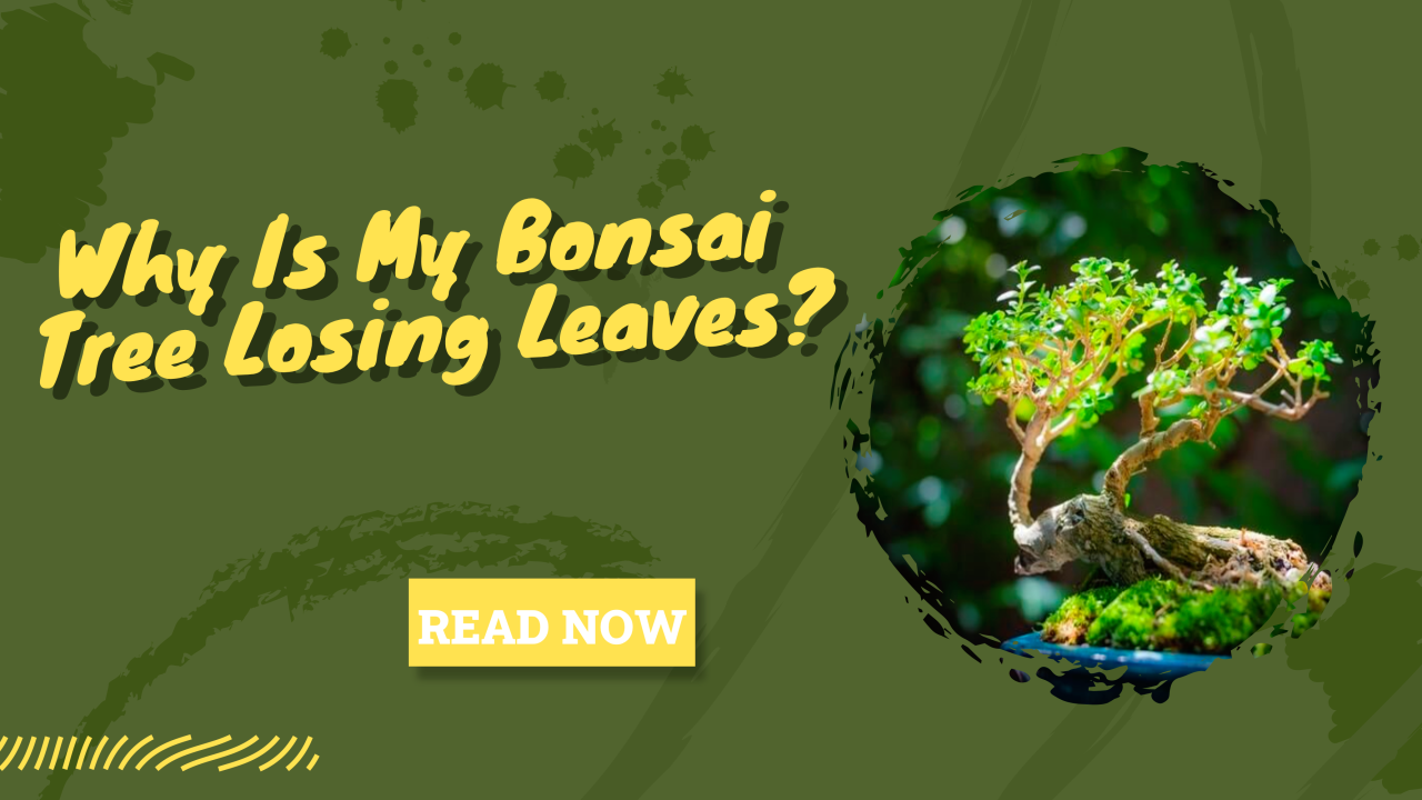 Why is My Bonsai Tree Losing Leaves? Tips to Prevent Leaf Loss