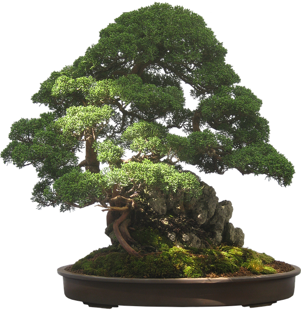 ideal light conditions for bonsai