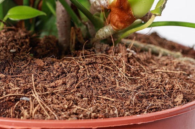 root rot in houseplants