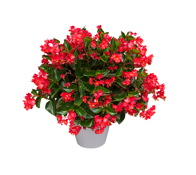 Types of Begonia Houseplants