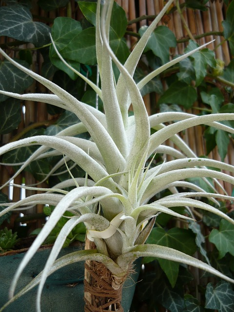 tillandsia albida, floral, plant