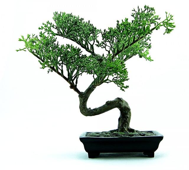 tips for bonsai tree care