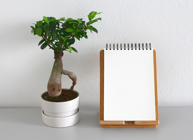 tips for bonsai tree care