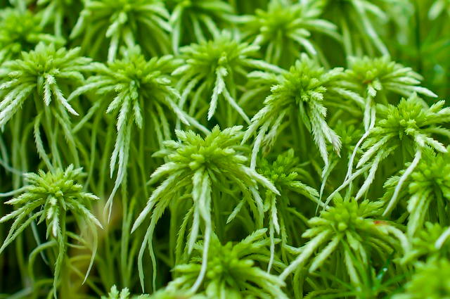 peat moss, moss, plants