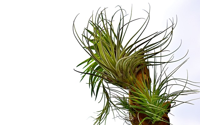 nature, tillandsias, exotic