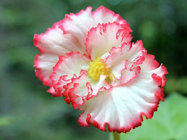 Types of Begonia Houseplants