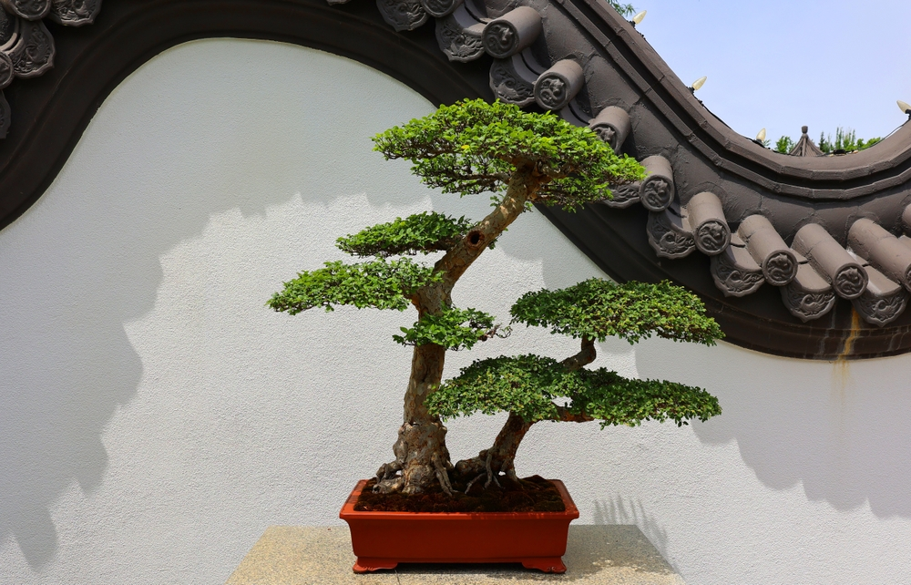can any tree be a bonsai