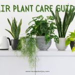 Title- Air Plant Care Guide
