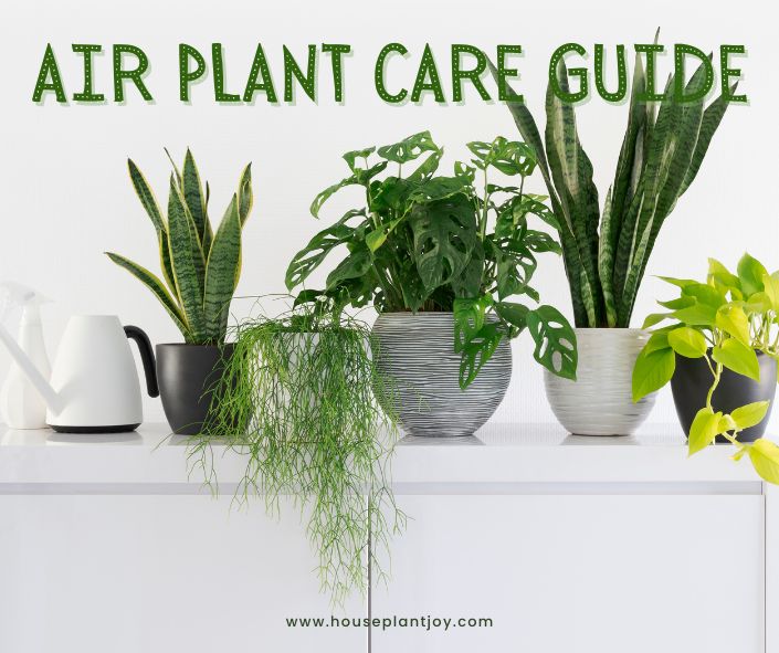 Air Plant Care Guide