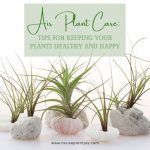 Title-Air Plant Care Tips for Keeping Your Plants Healthy and Happy