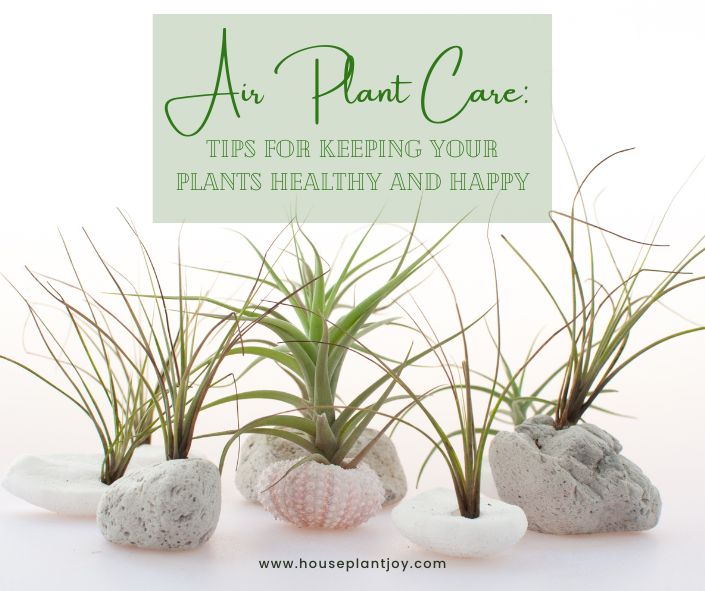 Air Plant Care: Tips for Keeping Your Plants Healthy and Happy