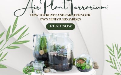 Air Plant Terrarium How to Create and Care for Your Own Miniature Garden