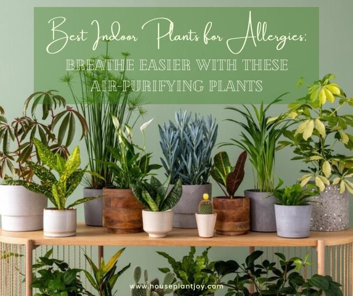 Best Indoor Plants for Allergies: Breathe Easier with these Air-Purifying Plants