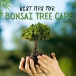 Title-Best Tips for Bonsai Tree Care