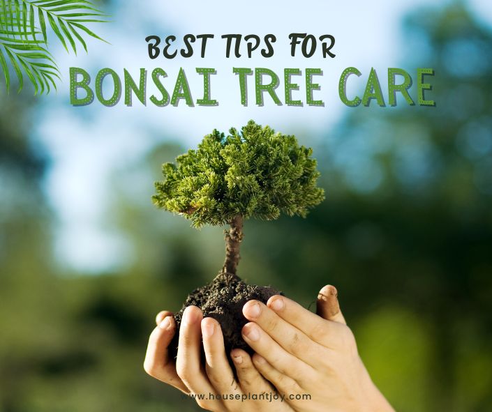 Title-Best Tips for Bonsai Tree Care