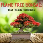 Flame Tree Bonsai Best Tips and Techniques