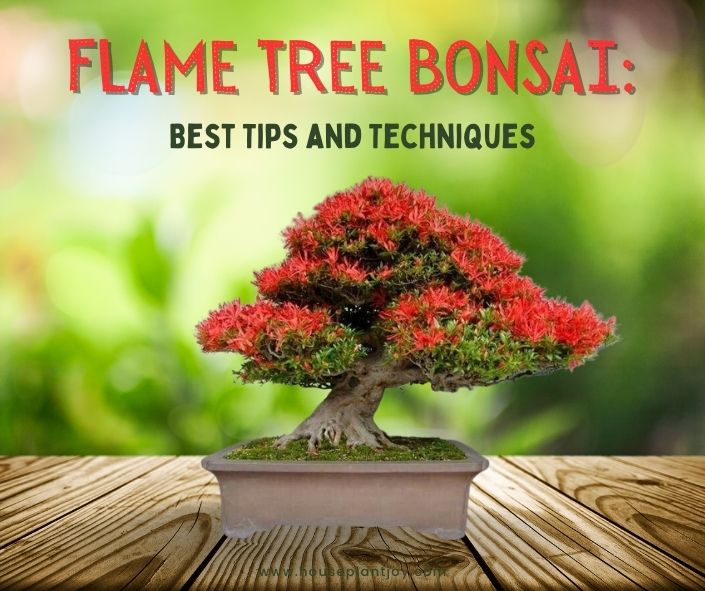 Flame Tree Bonsai: Best Tips and Techniques
