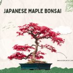 Title-Japanese Maple Bonsai