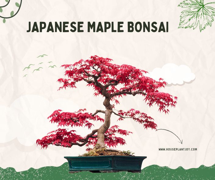 Title-Japanese Maple Bonsai