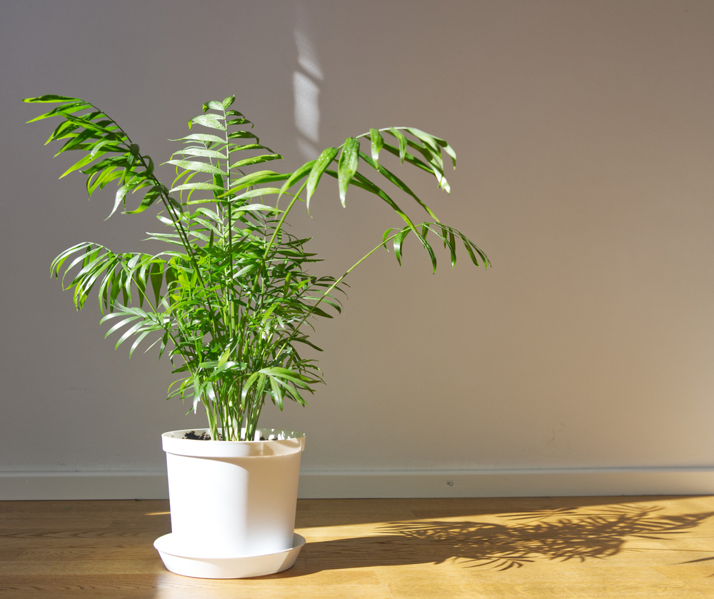 A parlor palm plant with green fronds and a tropical vibe