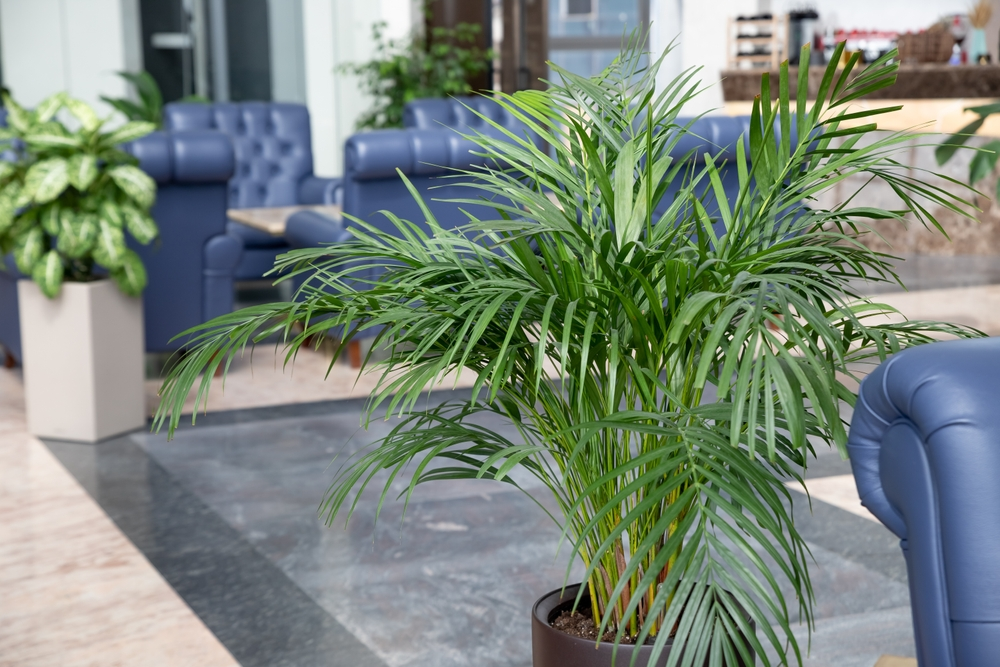 parlor palm plant