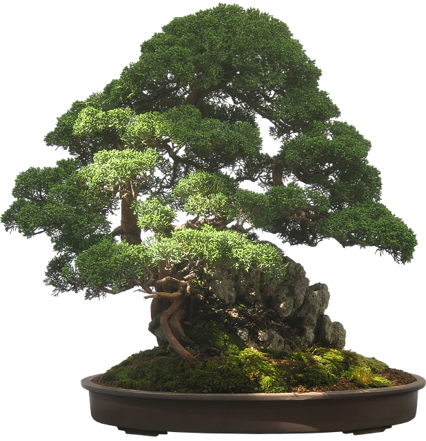 bonsai, tree, plant