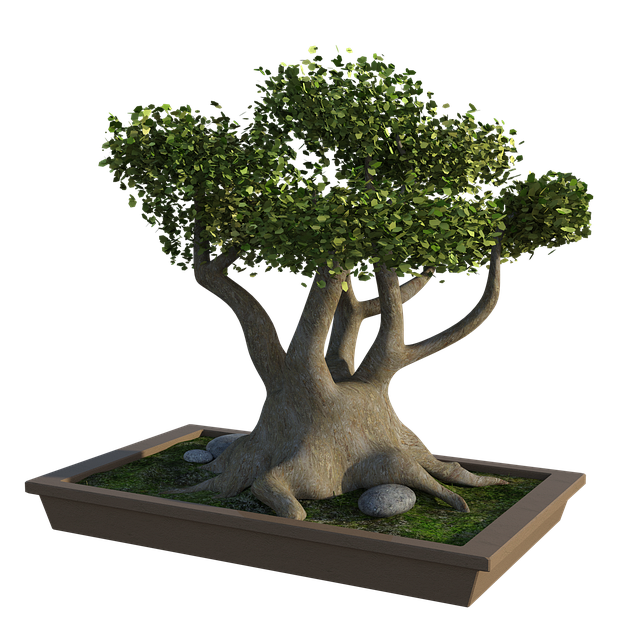 bonsai tree, rocks, grass