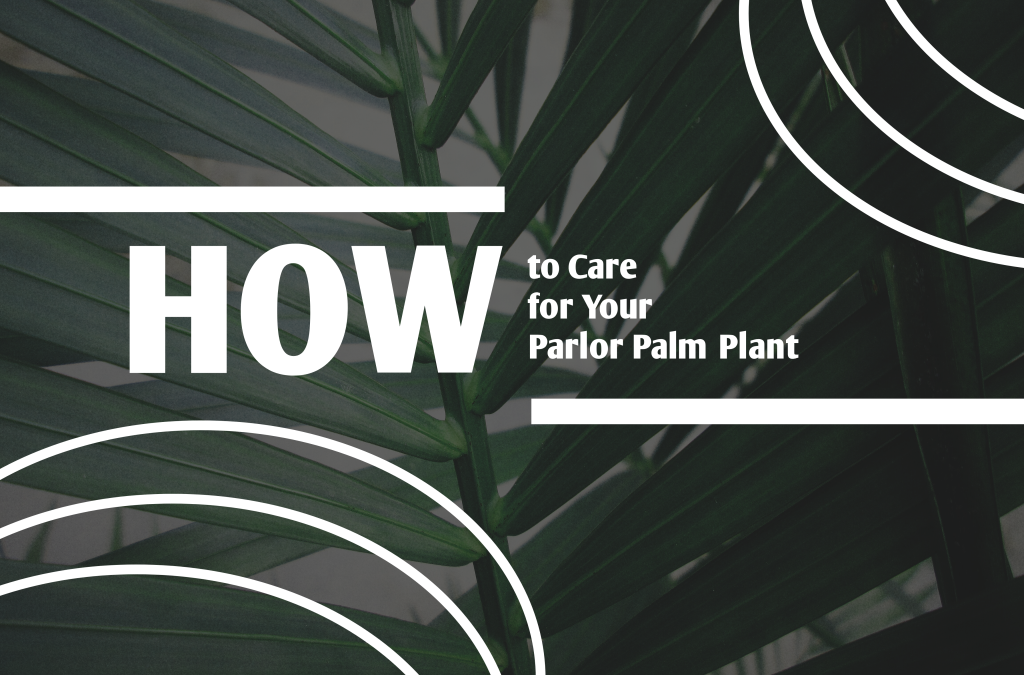 How to Care for Your Parlor Palm Plant