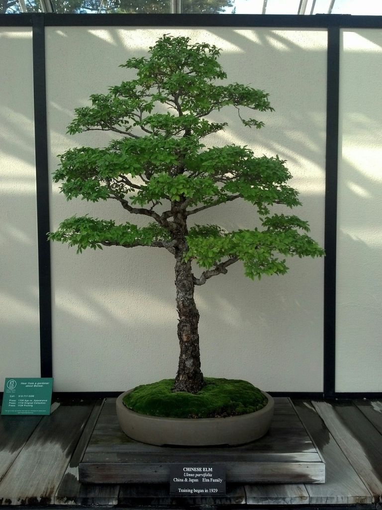 can any tree be a bonsai