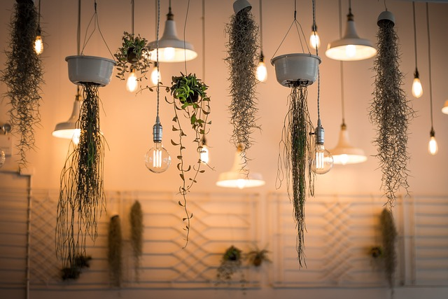 low light hanging houseplants, hanging baskets, best hanging plants, hanging basket
