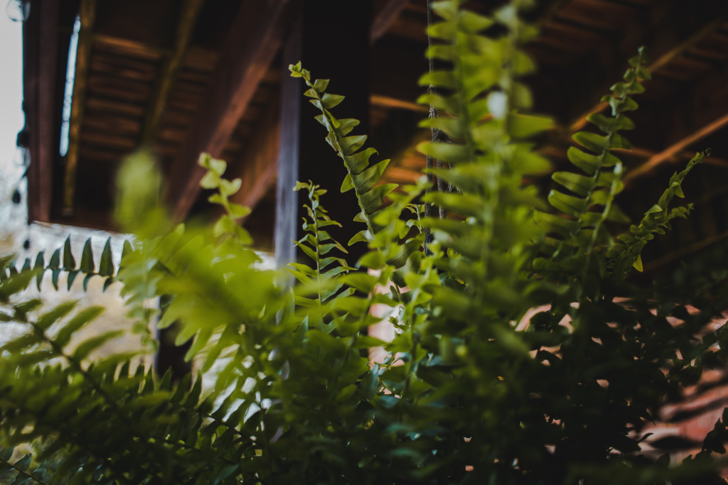 boston ferns, hanging basket, potting mix, moist soil, low indirect light