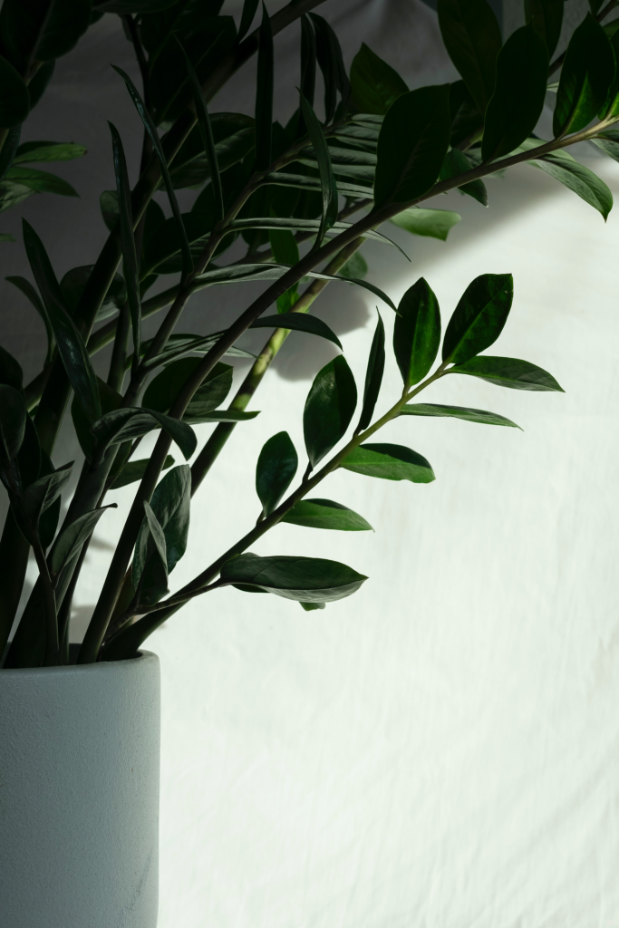 zz plant, indirect light, partial shade, bright indirect light, dark green, hanging basket