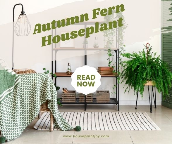 Autumn Fern Houseplant