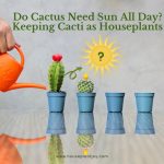 Do Cactus Need Sun All Day Keeping Cacti as Houseplants